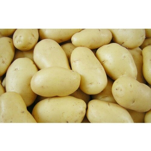 Картофель семенной Крепыш (2 кг) 475р