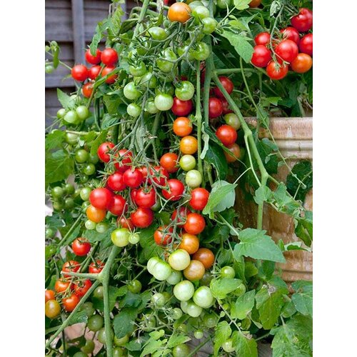 Томат рубиновые бусы (лат. Solanum lycopersicum) семена 10шт 320р