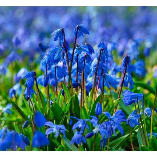 Луковицы подснежников Сцилла ( Пролеска ) цвет голубой 20 шт, цветы подснежники, первоцветы 1500р