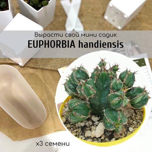 Семена Euphorbia HANDIENSIS - кактусоподобный суккулент Хандия, Эуфорбия. Самый редкий в мире молочай 480р