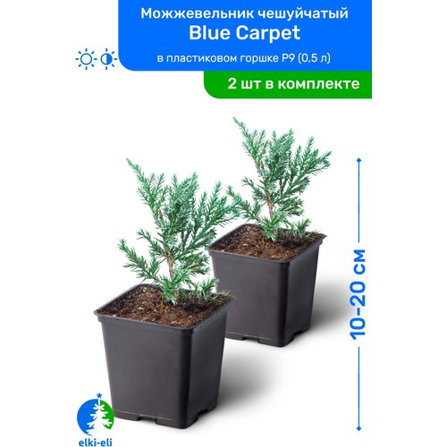 Можжевельник чешуйчатый Blue Carpet (Блю Карпет) 10-20 см в пластиковом горшке P9 (0,5 л), саженец, хвойное живое растение, комплект из 2 шт 2190р