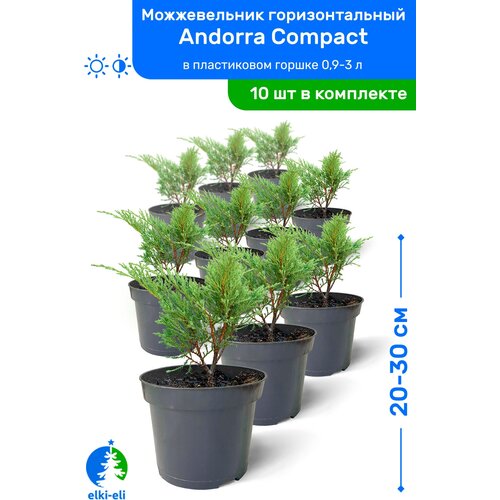 Можжевельник горизонтальный Andorra Compact (Андорра Компакт) 20-30см в пластиковом горшке 0,9-3л, саженец, хвойное живое растение, комплект из 10шт 9950р
