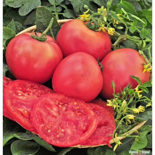 Семена Алтая томат Розовый гигант, высокорослый сорт крупные сладкие плоды 123р