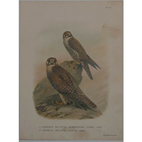 Два сокола, самец и самка / 1. Gennaia Milvipes Hendersoni, Hume. 2. Gennaia Milvipes, Hodgs 55000р