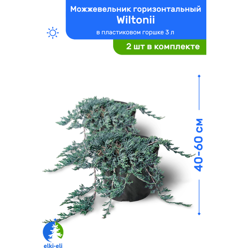 Можжевельник горизонтальный Wiltonii (Вилтони) 40-60 см в пластиковом горшке 3 л, саженец, живое хвойное растение, комплект из 2 шт 5100р