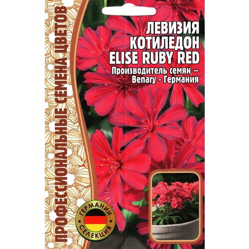 Левизия Котиледон ELISE RUBY RED, многолетник ( 1 уп : 3 семени ) 255р