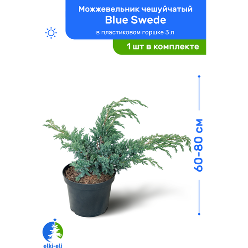    Blue Swede ( ) 60-80     3 , ,   ,  3950  Elki-Eli