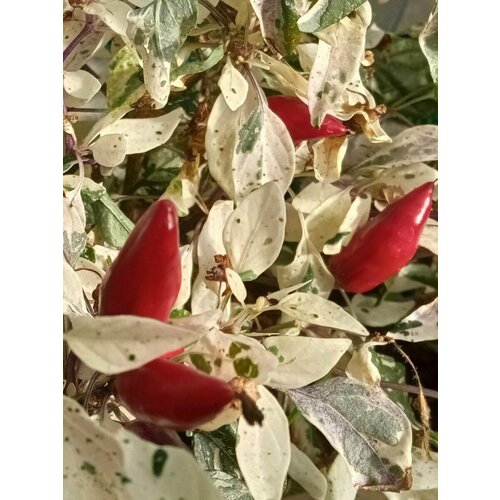 Семена Острый перец Maruoha variegated, 5 штук 400р