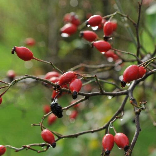    -   (. Rosa canina 'Laxa')  15,  370  MagicForestSeeds