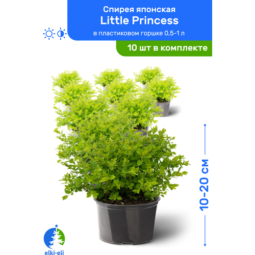 Спирея японская Little Princess (Литтл Принцесс) 10-20 см в пластиковом горшке 0,5-1 л, саженец, лиственное живое растение, комплект из 10 шт 8950р