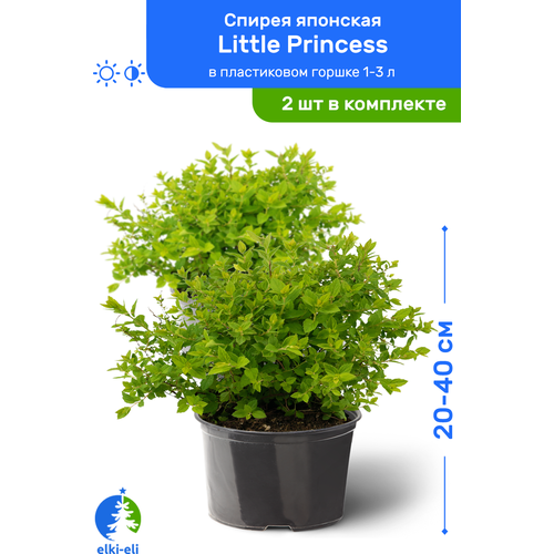 Спирея японская Little Princess (Литтл Принцесс) 20-40 см в пластиковом горшке 1-3 л, саженец, лиственное живое растение, комплект из 2 шт 2390р