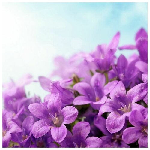       (Purple flowers) 1 60. x 60.,  2570   