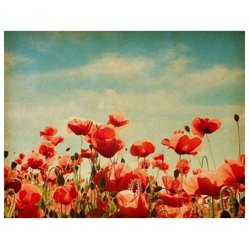      (Poppies) 37 52. x 40.,  1760   