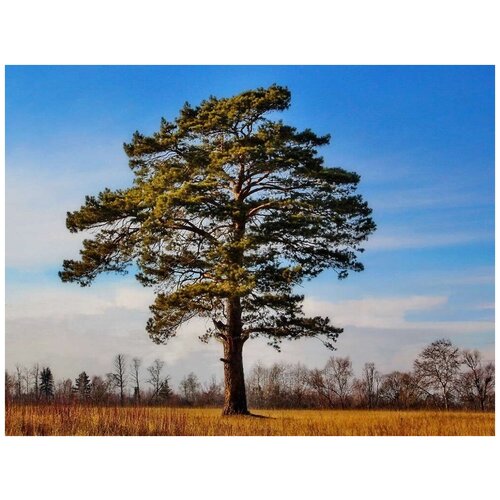    (. Pinus sylvestris)  50,  420  MagicForestSeeds