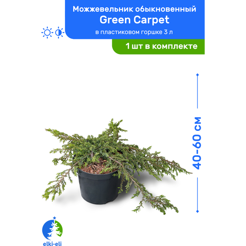 Можжевельник обыкновенный Green Carpet (Грин Карпет) 40-60 см в пластиковом горшке 3 л, саженец, хвойное живое растение 2750р