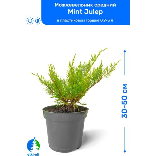 Можжевельник средний Mint Julep (Минт Джулеп) 30-50 см в пластиковом горшке 0,9-3 л, саженец, хвойное живое растение 1399р