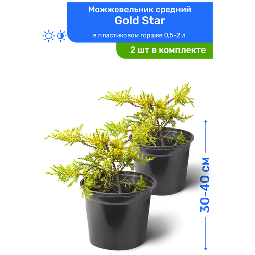 Можжевельник средний Gold Star (Голд Стар) 30-40 см в пластиковом горшке 0,5-2 л, саженец, хвойное живое растение, комплект из 2 шт 2990р