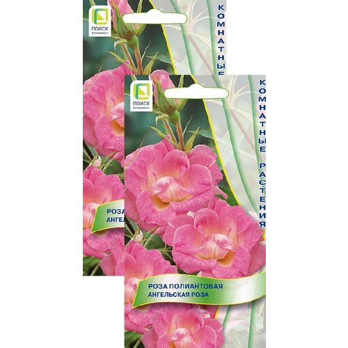 Роза полиантовая Ангельская роза (5 семян), 2 пакета 164р