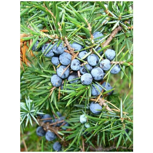Семена Можжевельник обыкновенный (Верес) / Juniperus communis, 90 штук 828р