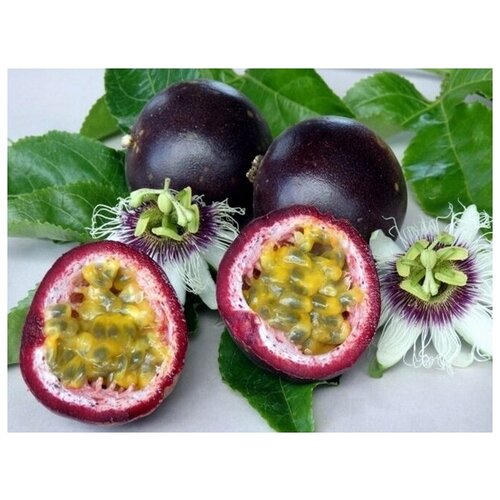 Маракуйя - Страстоцвет съедобный - Гранадилла - (лат. Passiflora edulis) семена 5шт 390р