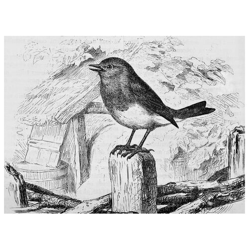      (Birdie) 54. x 40.,  1810   