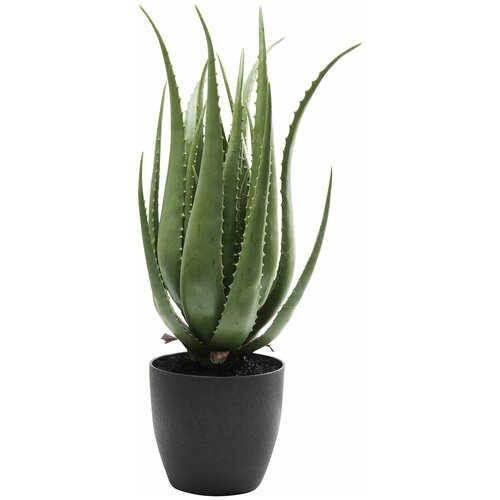  KARE Design   Aloe,  