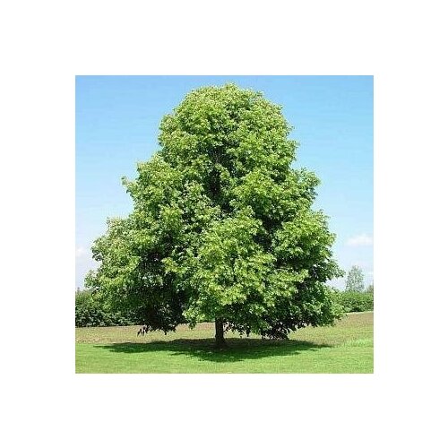    (. Tilia cordata)  50,  300  MagicForestSeeds