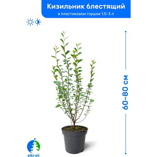 Кизильник блестящий 60-80 см в пластиковом горшке 1,5-3 л, саженец, лиственное живое растение 1045р