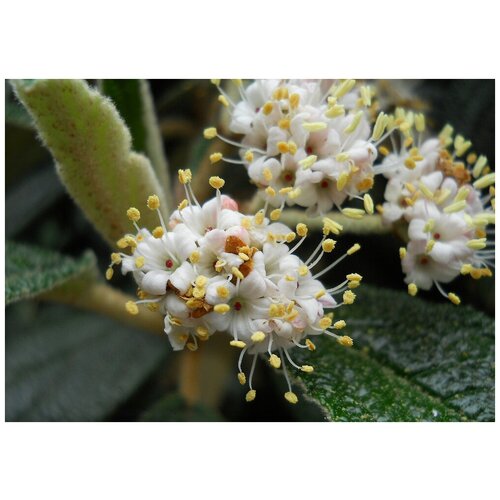Калина Морщинолистная (лат. Viburnum rhytidophyllum) семена 15шт 370р