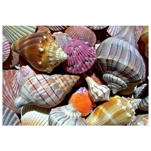      (Shells) 2 59. x 40.,  1940   