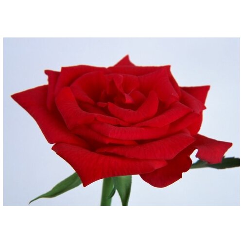 ������ �� ������ ������� ���� �1 42��. x 30��. 1270�