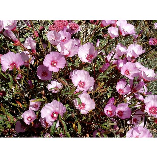    -  (. Clarkia unguiculata)  30 360