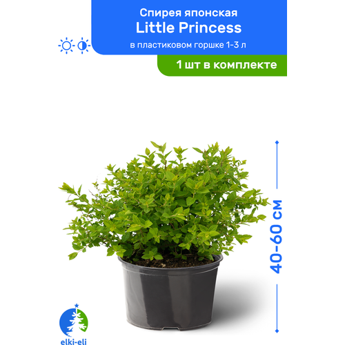 Спирея японская Little Princess (Литтл Принцесс) 40-60 см в пластиковом горшке 1-3 л, саженец, лиственное живое растение 1595р