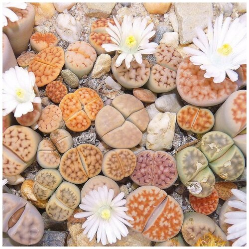     Lithops Karasmontana mix 10 . 350