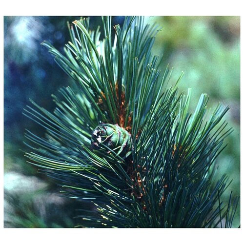    (. Dwarf cedar)  22 ,  330  MagicForestSeeds