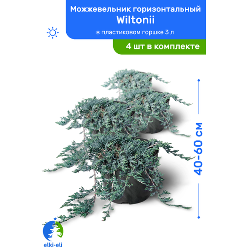 Можжевельник горизонтальный Wiltonii (Вилтони) 40-60 см в пластиковом горшке 3 л, саженец, живое хвойное растение, комплект из 4 шт 9400р
