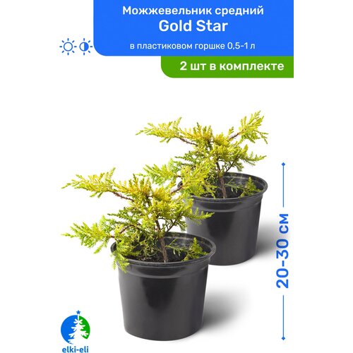 Можжевельник средний Gold Star (Голд Стар) 20-30 см в пластиковом горшке 0,5-1 л, саженец, хвойное живое растение, комплект из 2 шт 2390р