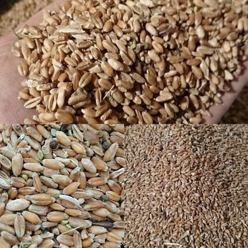 Пшеница 40кг 3780р