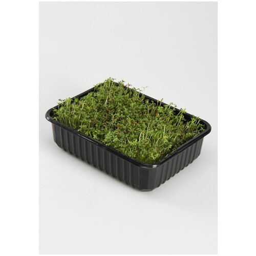 Набор для выращивания микрозелени 3 в 1. Коралловый редис / Руккола / Кресс салат / Микрозелень семена / наборы для проращивания на балконе 399р