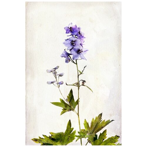 ������ �� ������ ����� ������ (Blue flower) �2 50��. x 75��. 2690�