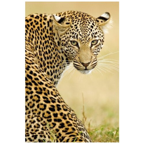 ������ �� ������ ������� (Leopard) �10 30��. x 45��. 1340�