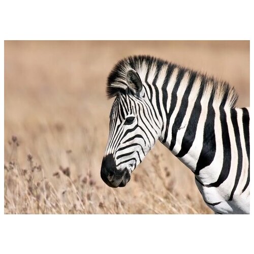      (Zebra) 6 71. x 50.,  2580   