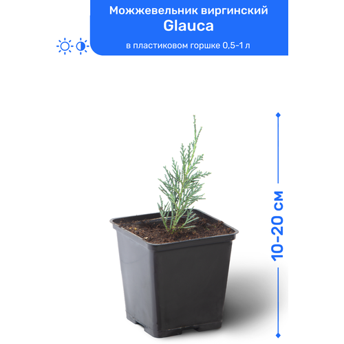 Можжевельник виргинский Glauca 10-20 см в пластиковом горшке 0,5-1 л, саженец, хвойное живое растение 1195р