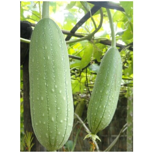 Семена Люффа цилиндрическая (Натуральная мочалка) / Luffa aegyptiaca, 10 штук 360р