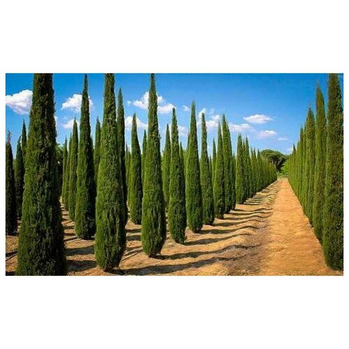   (. Cupressus Sempervirens)  50 420