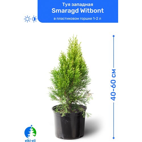 Туя западная Smaragd Witbont (Смарагд Витбонт) 40-60 см в пластиковом горшке 1-2 л, саженец, хвойное живое растение 2345р