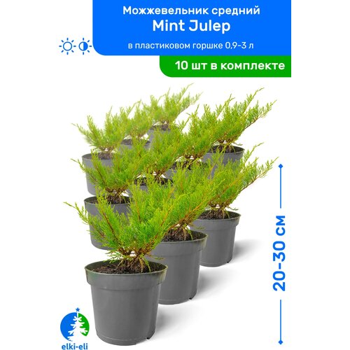 Можжевельник средний Mint Julep (Минт Джулеп) 20-30 см в пластиковом горшке 0,9-3 л, саженец, хвойное живое растение, комплект из 10 шт 6990р