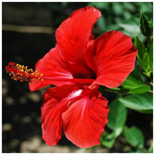    -   -  - (. Hibiscus rosa-sinensis) -   15 390