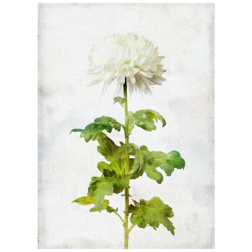     (White flower) 4 40. x 56. 1870