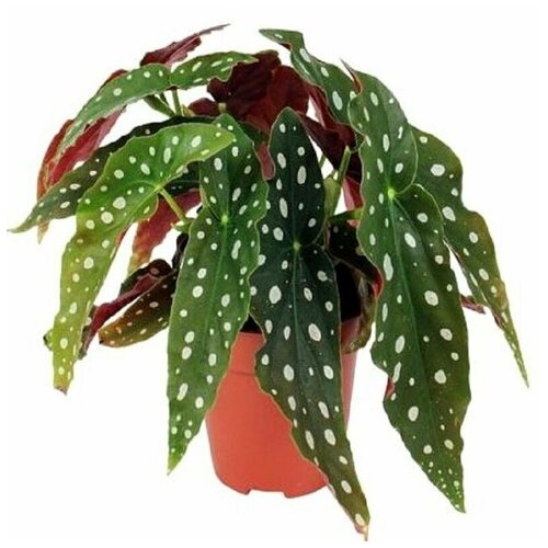 Бегония пятнистая, Begonia MACULATA, семена 381р